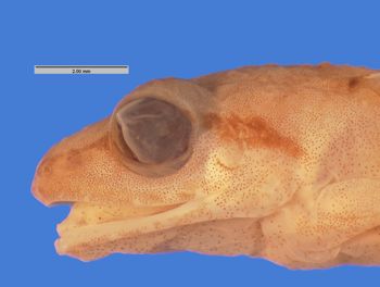 Media type: image; Herpetology A-10610
